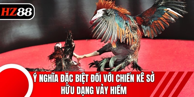 Ý nghĩa đặc biệt đối với chiến kê sở hữu dạng vảy hiếm